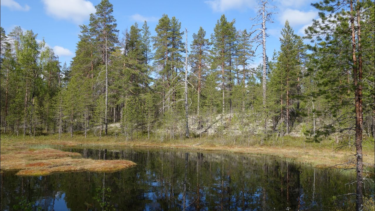 Карелия: Муезерский-Ондозеро-Паданы-Гимолы, на велосипеде с пакрафтом, первый день 10.06.23