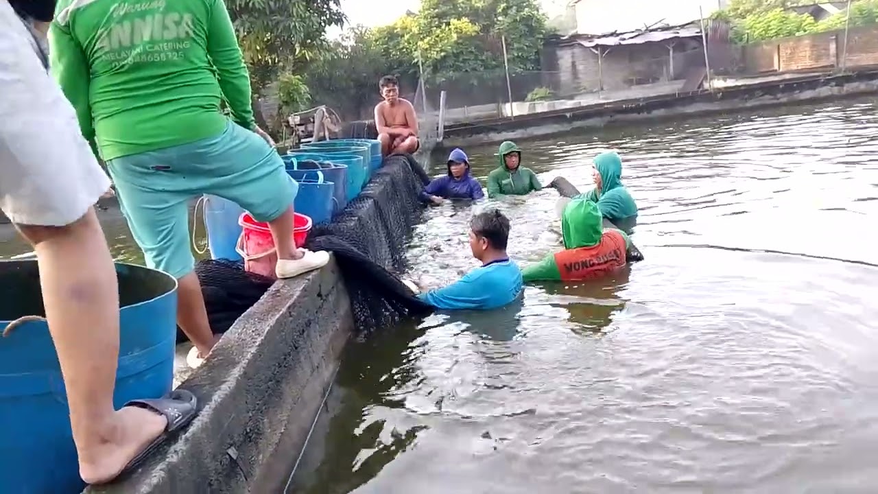 petani sukses Panen ikan patin di kolam semen