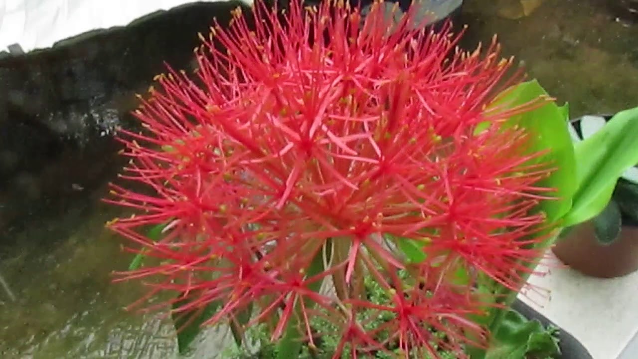 A ESPERA,COROA IMPERIAL,OU FLOR DE NOVEMBRO.