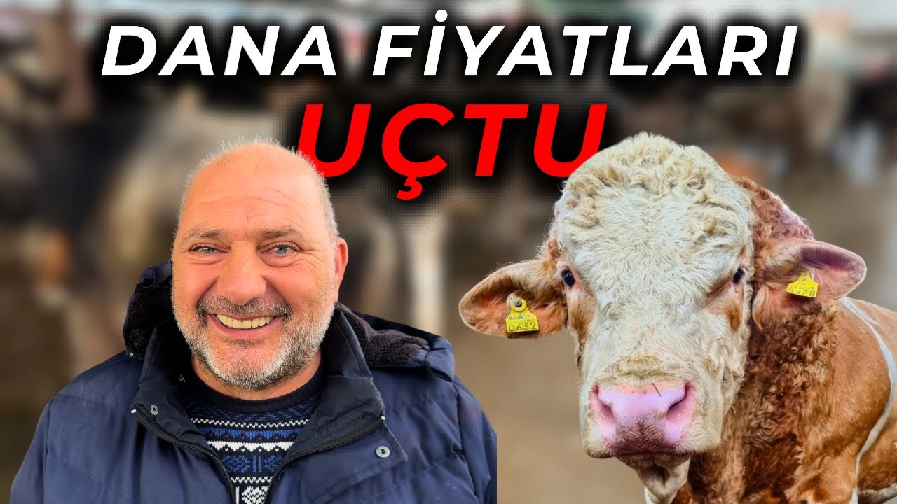 Havran’da Dana Fiyatları Uçtu! İlk Gün Pazarda Neler Oldu?