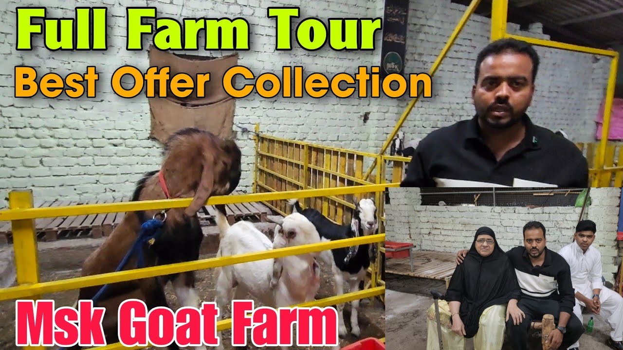 Full Farm Tour At MSK GOAT FARM | Best Offer Quality Andul Goat | Goat Farm In Padgha