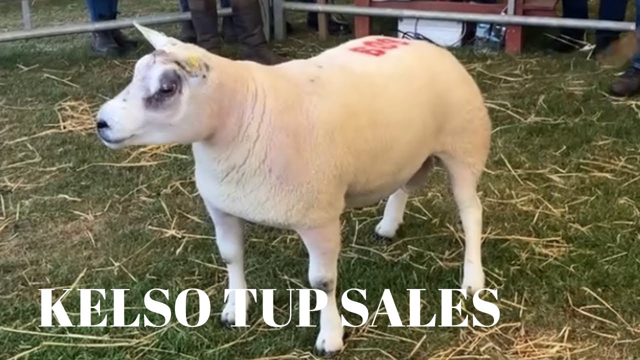One of our most favourite sheep days 🤩