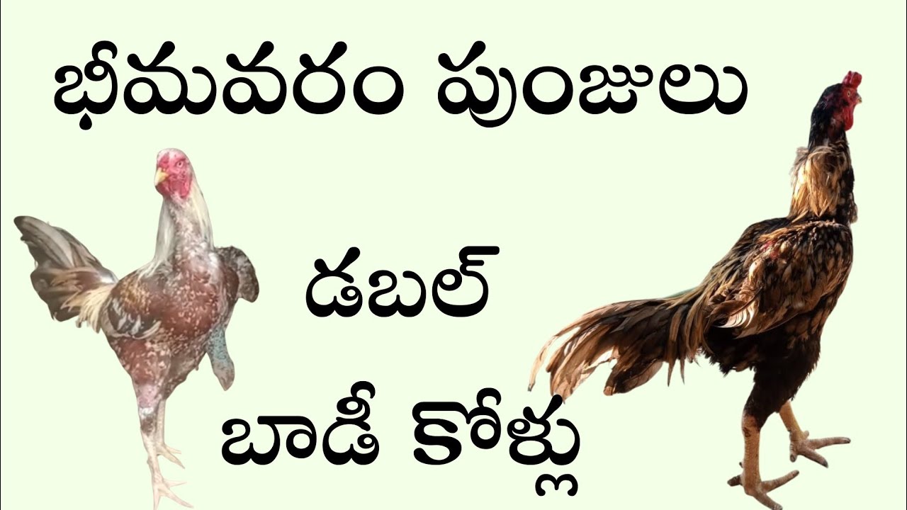 భీమవరం పుంజులు డబల్ బాడీ లు 63025 29714