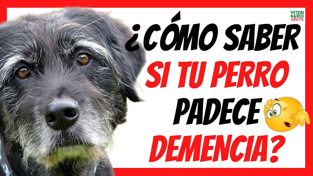 📛¿CÓMO SABER SI MI PERRO TIENE DEMENCIA SENIL (ALZHEIMER)? 📛