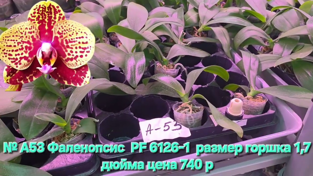Мини обзор доступных растений к заказу. Ссылка на наш сайт в описании. 
