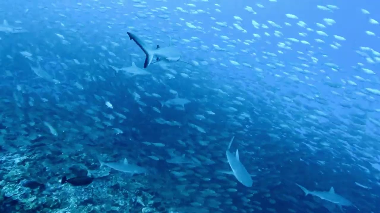 The Fin Crowd