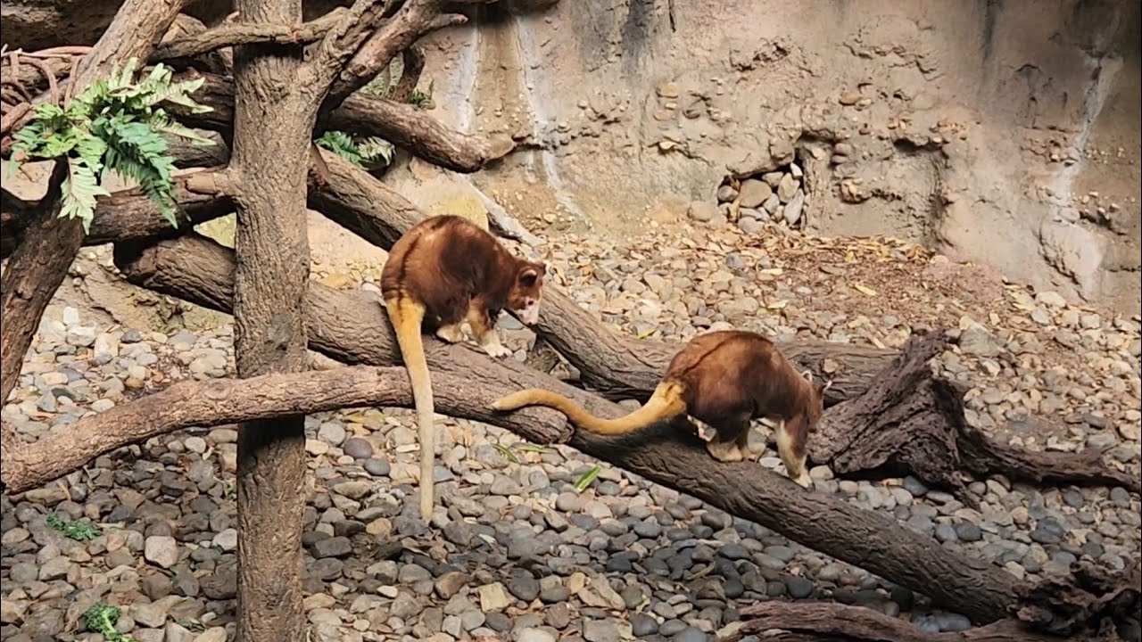 Adorable Tree Kangaroo child follows mom. Bronx zoo