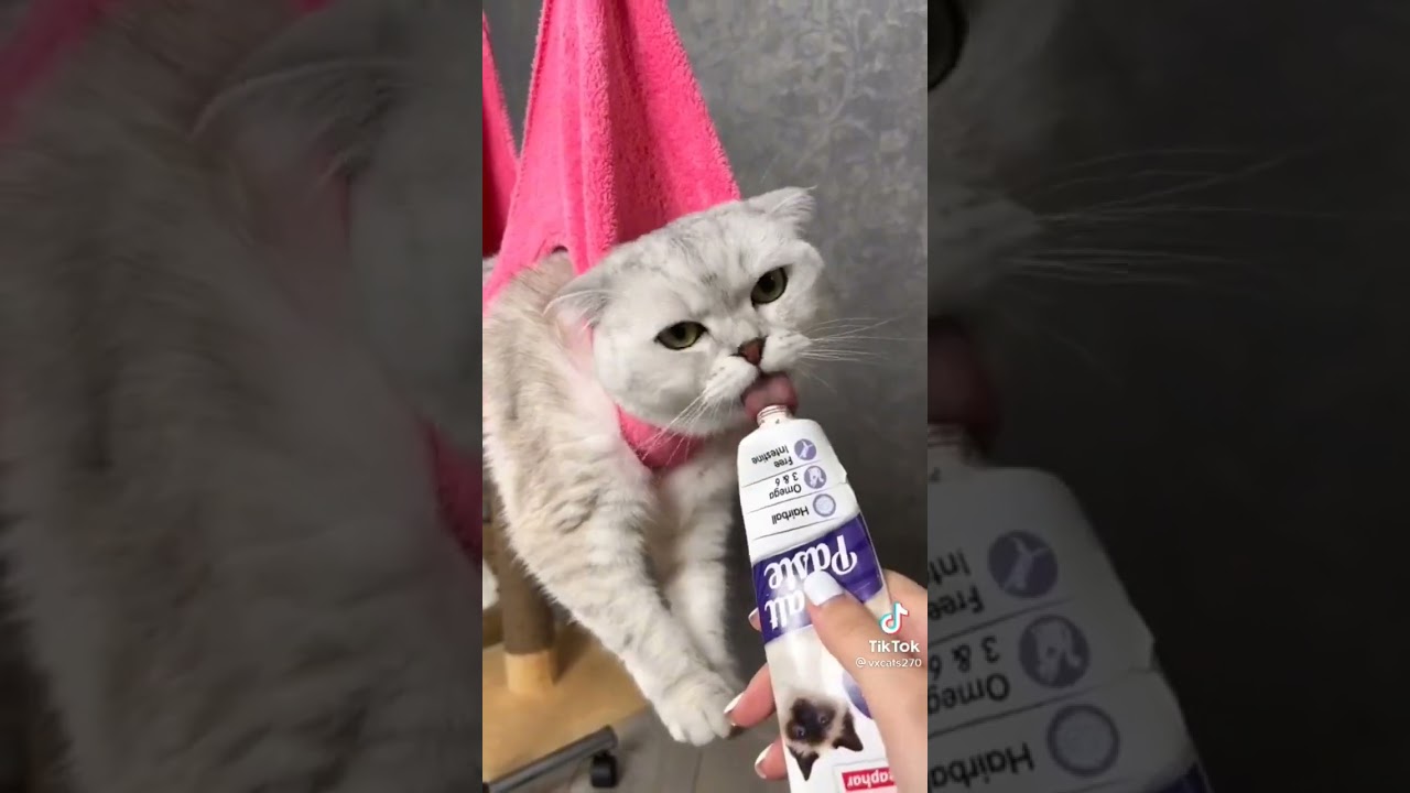 Easy way to trim cat nails #howtotrim #catshack #nailtrim #cutecat #cats #catclub #youtubeshorts