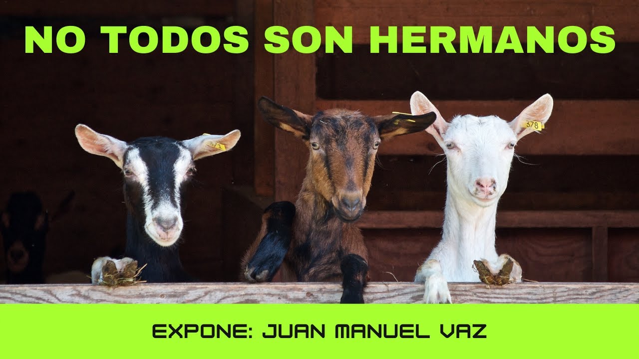 No Todos Son Hermanos 🐏🐑🐐 Juan Manuel Vaz
