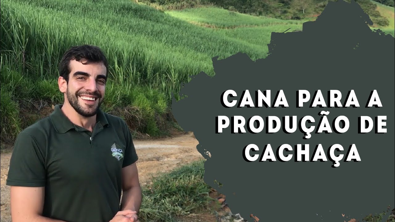 Cana de Açúcar para produção de cachaça