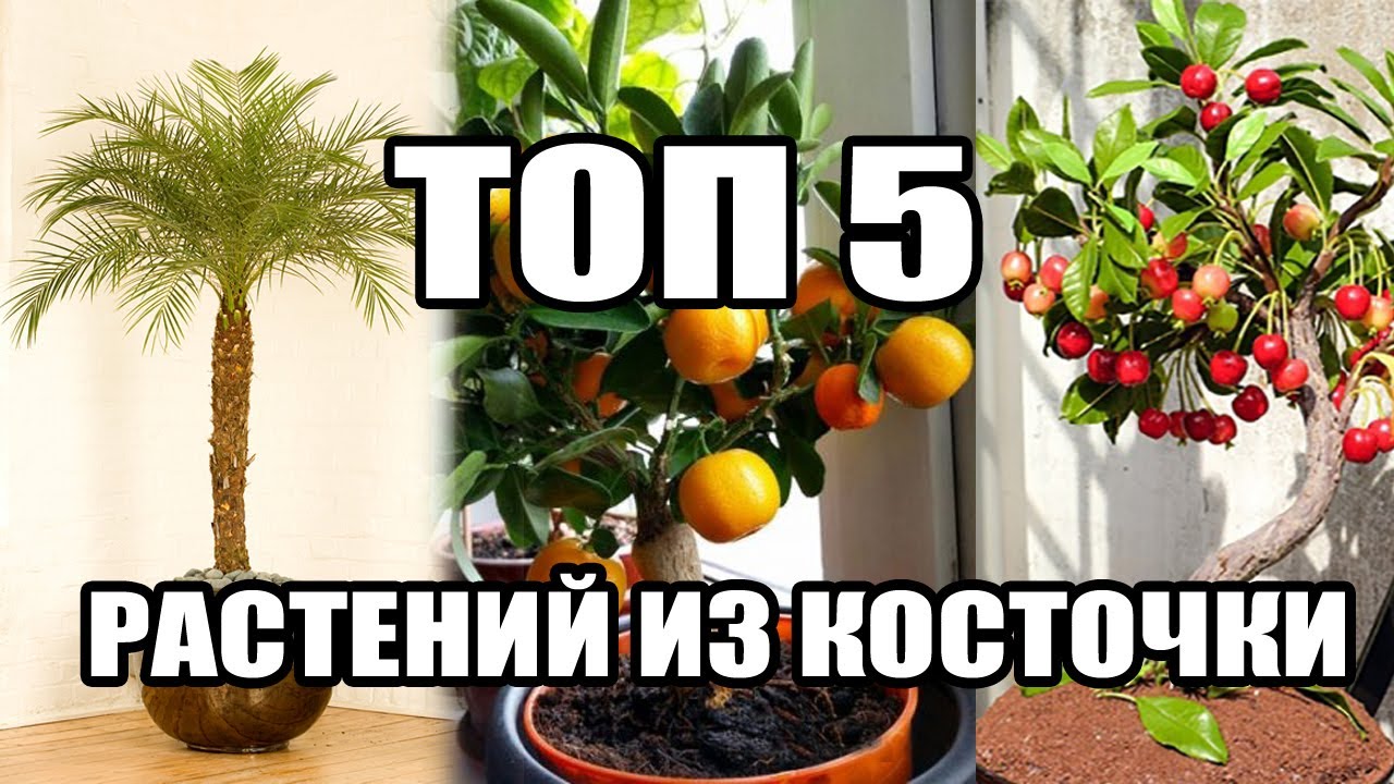 Топ комнатных растений из косточки что красиво украсят интерьер. Посадка,выращивание,уход