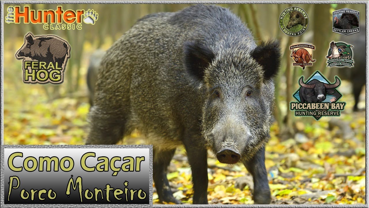 COMO CA&Ccedil;AR PORCO MONTEIRO - The Hunter Classic