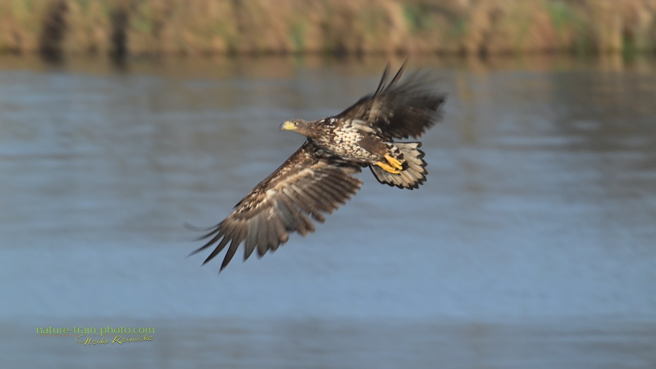 Seeadler, Fischadler, Reiher, Kranich und Rohrweihe am Plauer See Tag 3