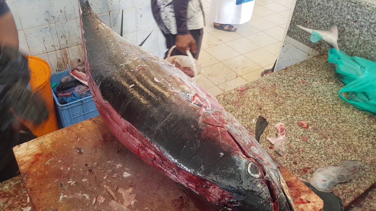 25 KG Large Tuna Fish Filleting/ Fastest Fish Cutting Completion/ Confound Tuna Fish Filleting Ways