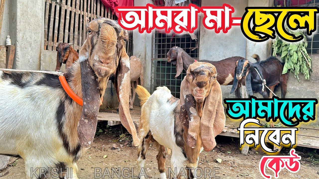 প্রান্তিক খামারীর কাছে তোতাপুরী হরিয়ানা গাভীন ছাগলের দাম কেমন। Goat Farm