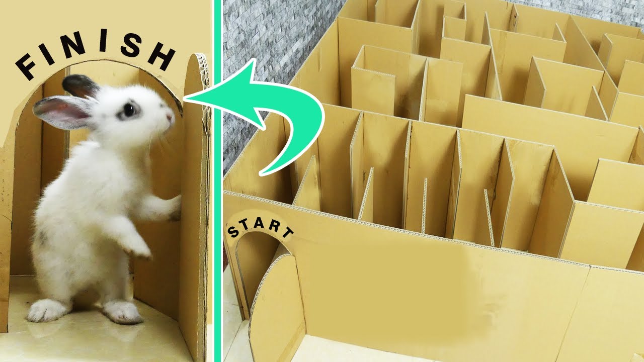Make Giant MAZE Labyrinth for Bunny Rabbits - Who is the WINNER