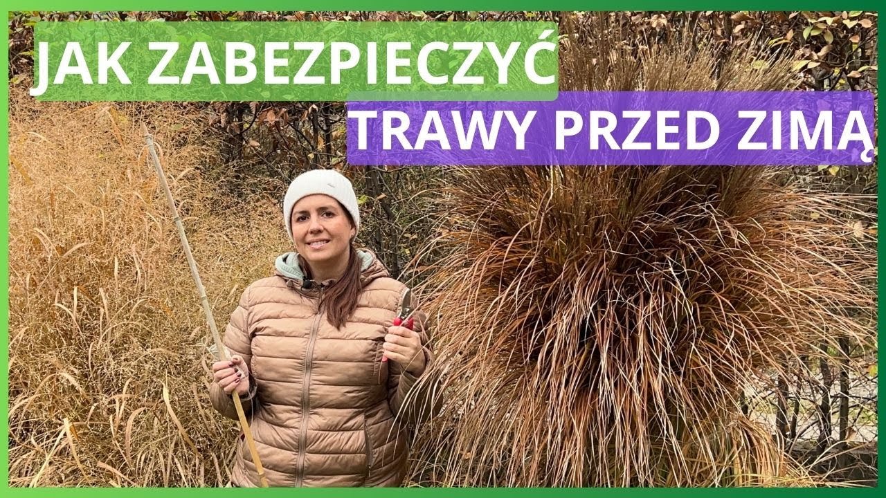 Czy ciąć miskanty przed zimą. Jak zabezpieczać trawy ozdobne na zimę.