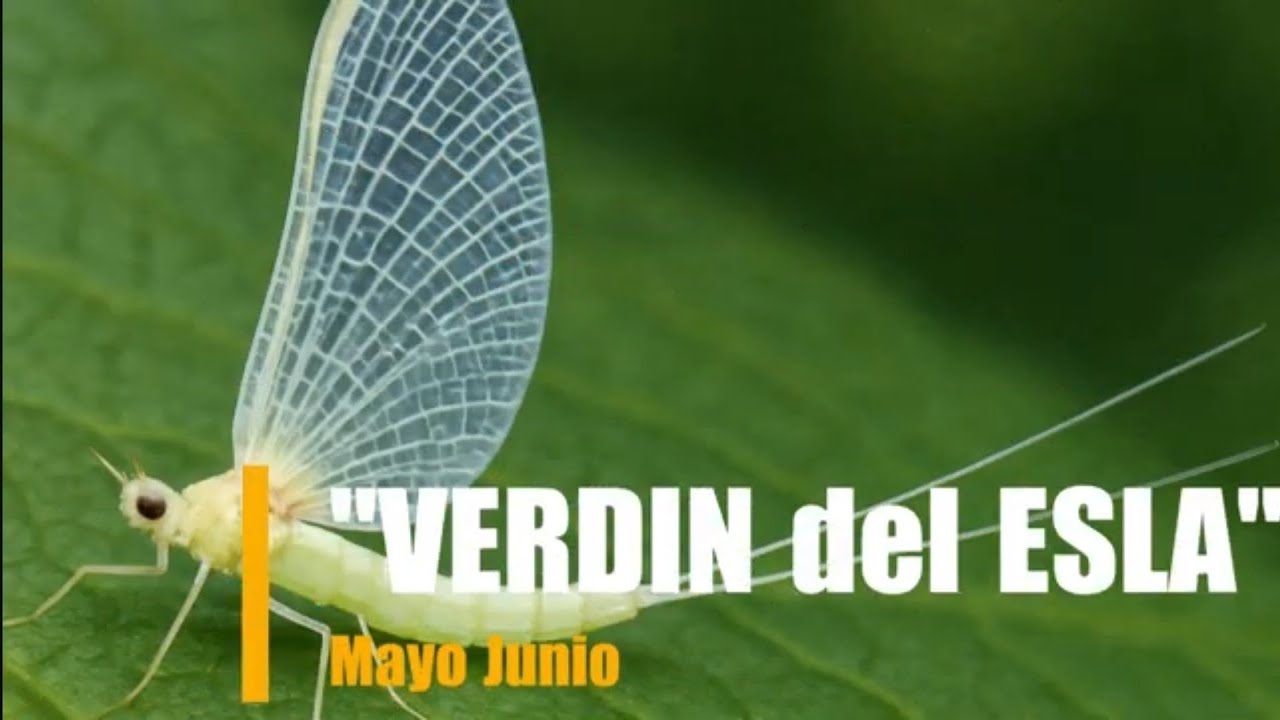 🎣 Montaje" VERDIN del ESLA"