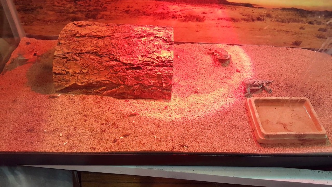 Feeding my 3 desert horned lizards red ants and they bite