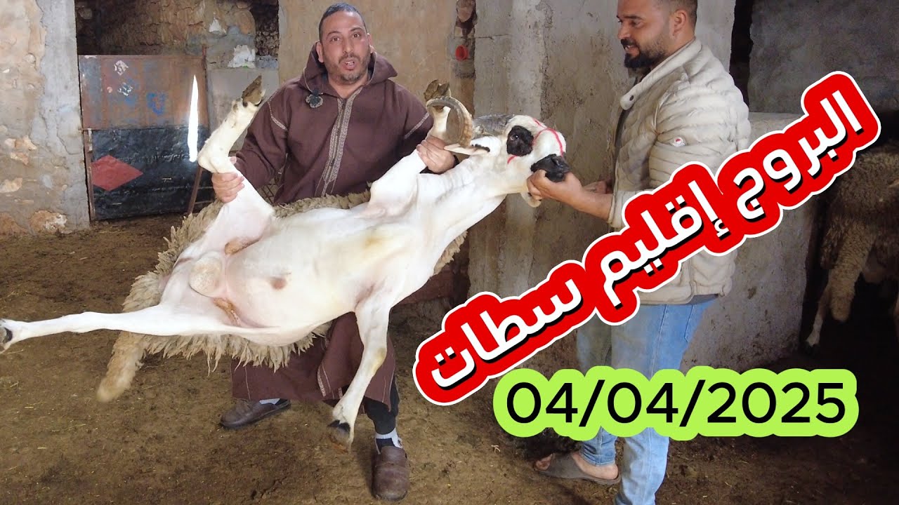 لحم الخروف  75 درهم عند خالد مجزرة ومشواة الوفاء   من نواحي سطات اليوم مع الجزار خالد  04/04/2025
