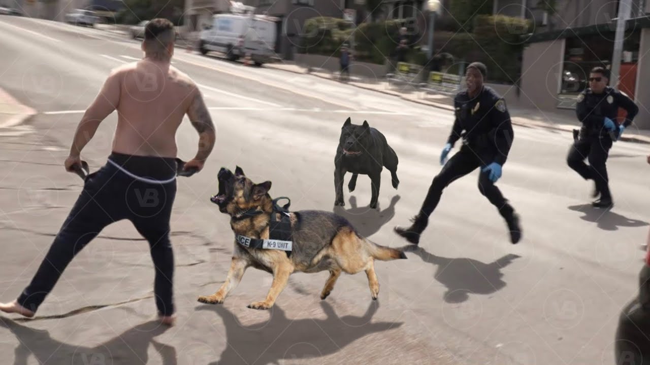 Only These Dogs Can Knock Down a Criminal