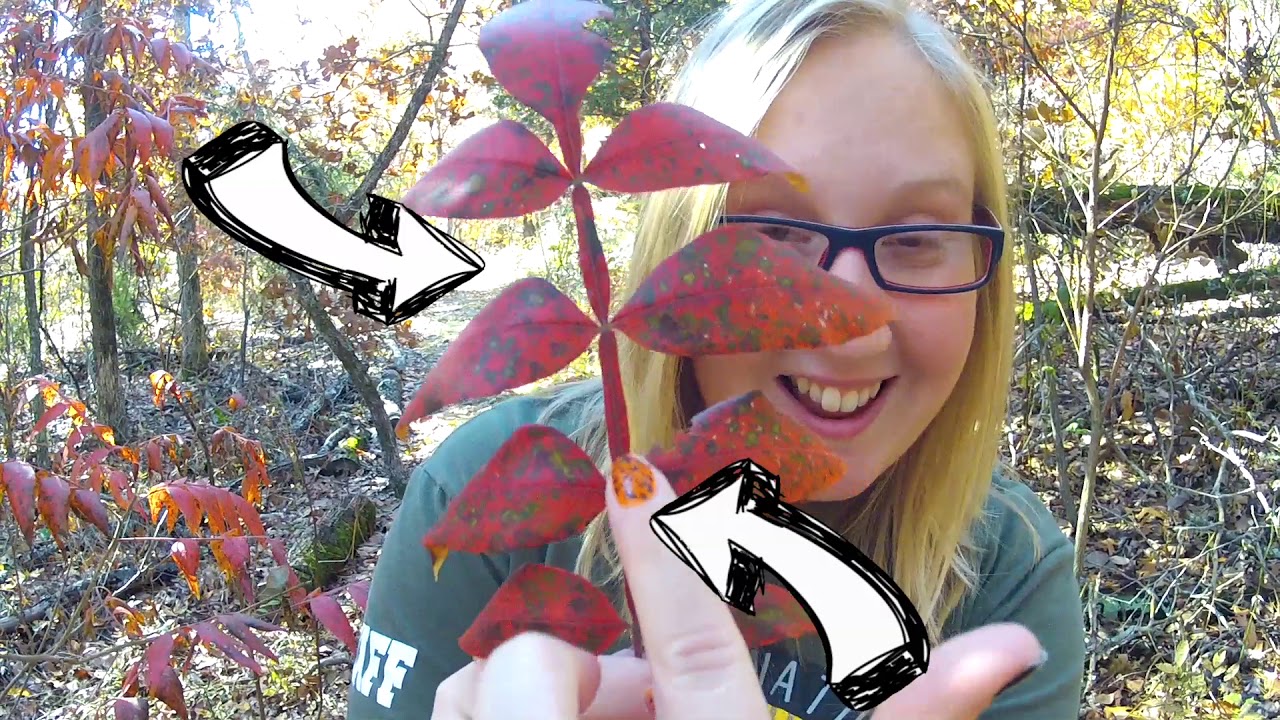 Winged Sumac