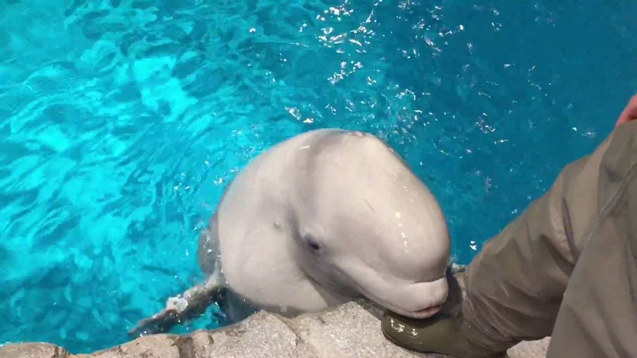 もう九歳♪ ♀ベルーガ ナナ先生ムチムチ化の理由