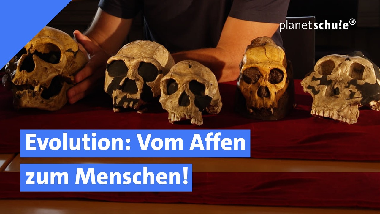 🐒 Unsere evolution&auml;re Reise: Vom Affen zum Menschen | Woher wissen wir das? | planet schule | ARD