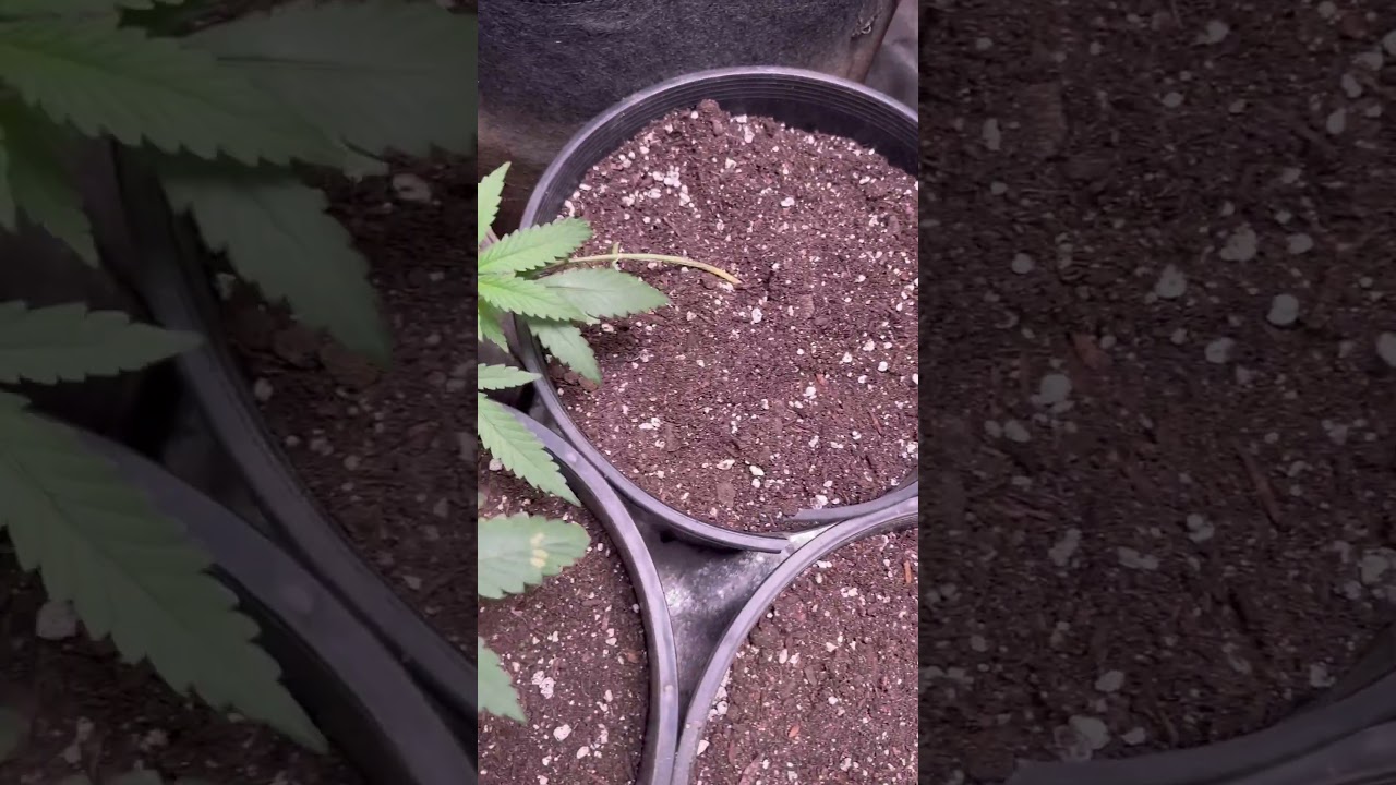 Photoperiod Stardawg x Bruce Banner Autoflower, day 19 pheno hunting
