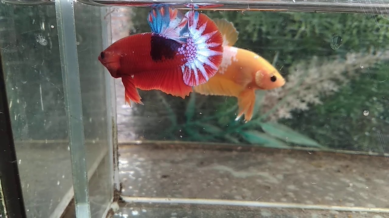 Madara uchiha vs Minato 😅