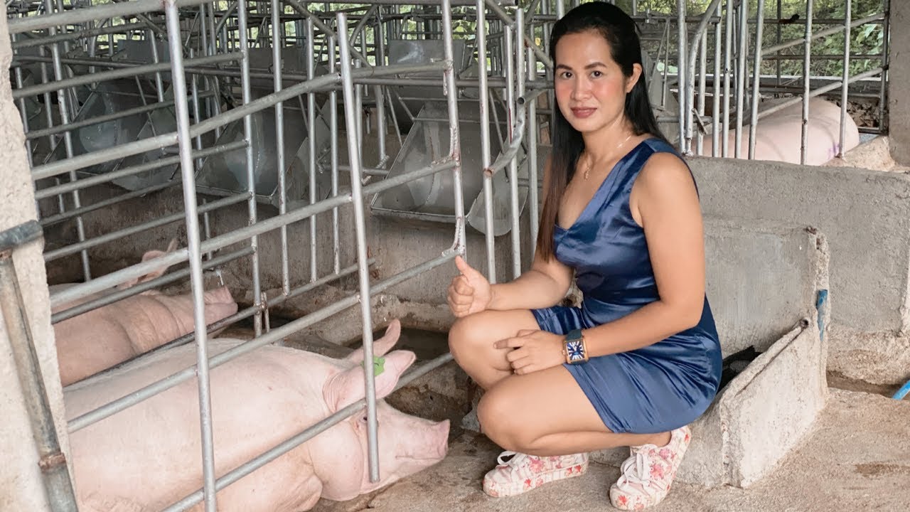 Magkano ang KITA or INCOME sa pag- aalaga ng inahin? (piglet production) Part 2