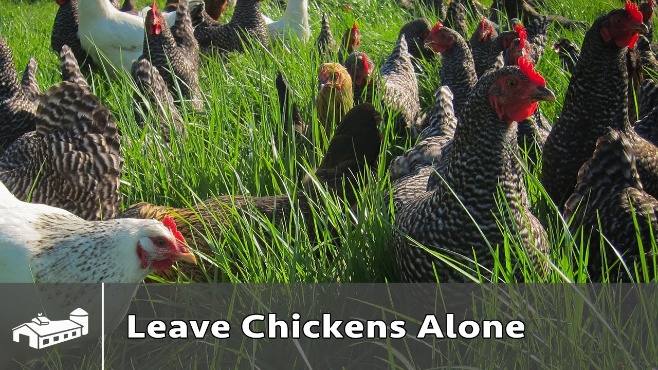 Leave chickens alone for a weekend - AMA S6:E4
