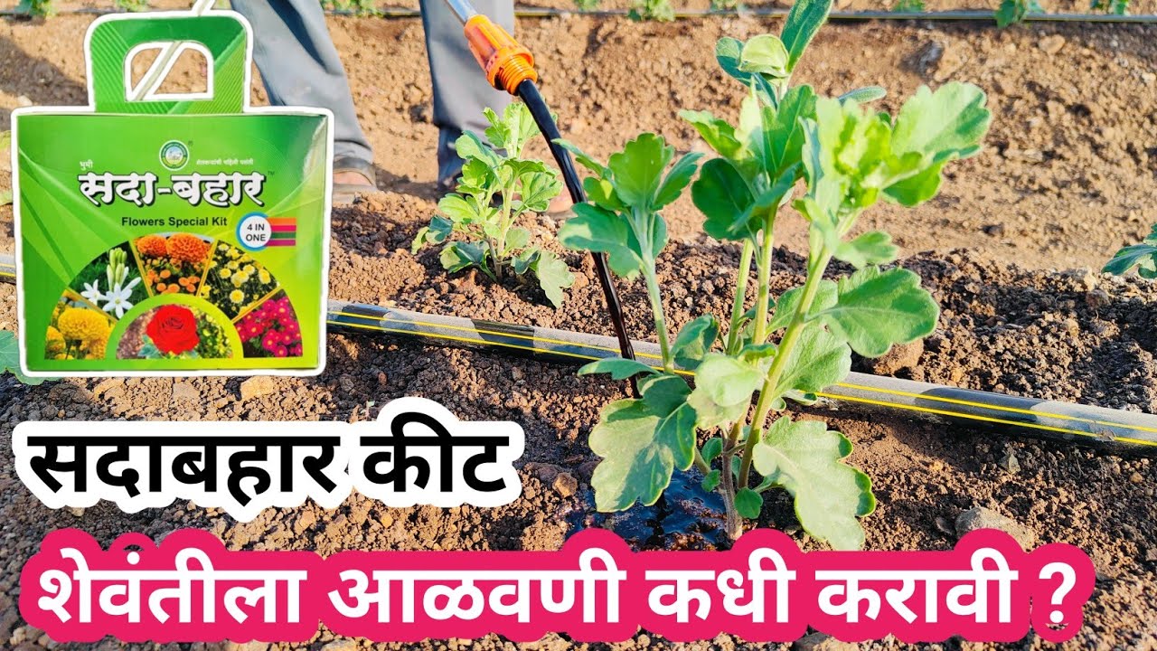 शेवंती फुलामध्ये सदाबहार फ्लावर स्पेशल किट चा वापर कसा करावा / संपूर्ण मार्गदर्शन