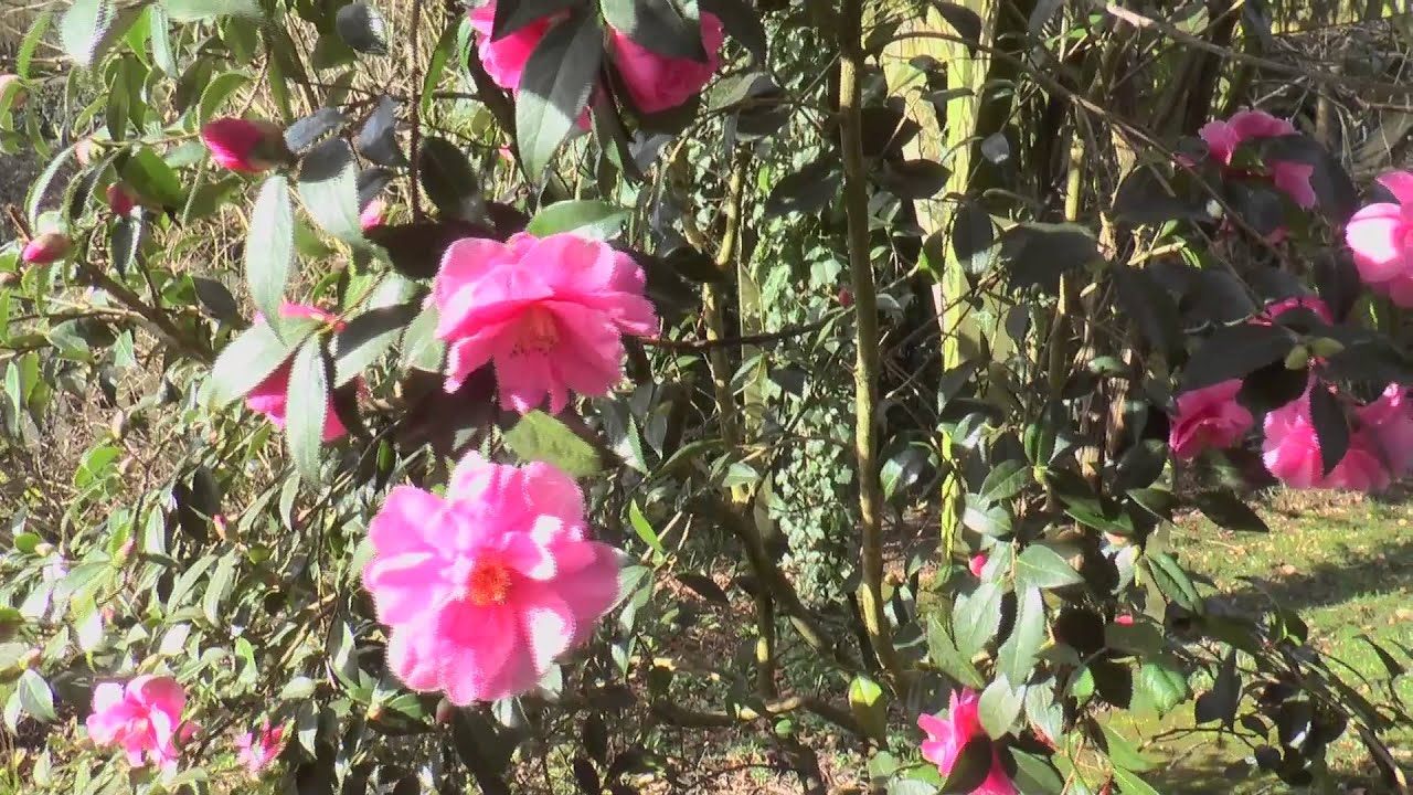 Join Esther Rantzen On A Tour Of Her New Forest Garden
