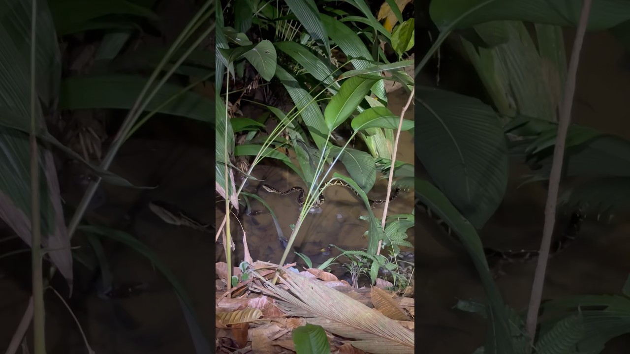 A large Ferdelance hanging In the pond. Bothrops Asper, Terciopelo! 🐍
