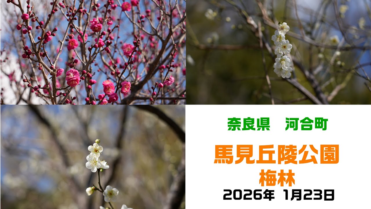 馬見丘陵公園 梅林　2026年1月23日