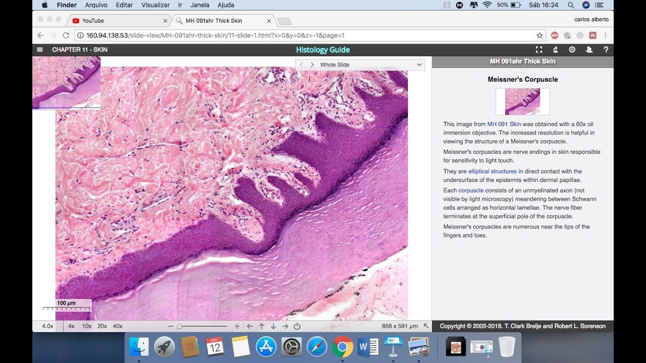 Histologia -  Sistema Tegumentar