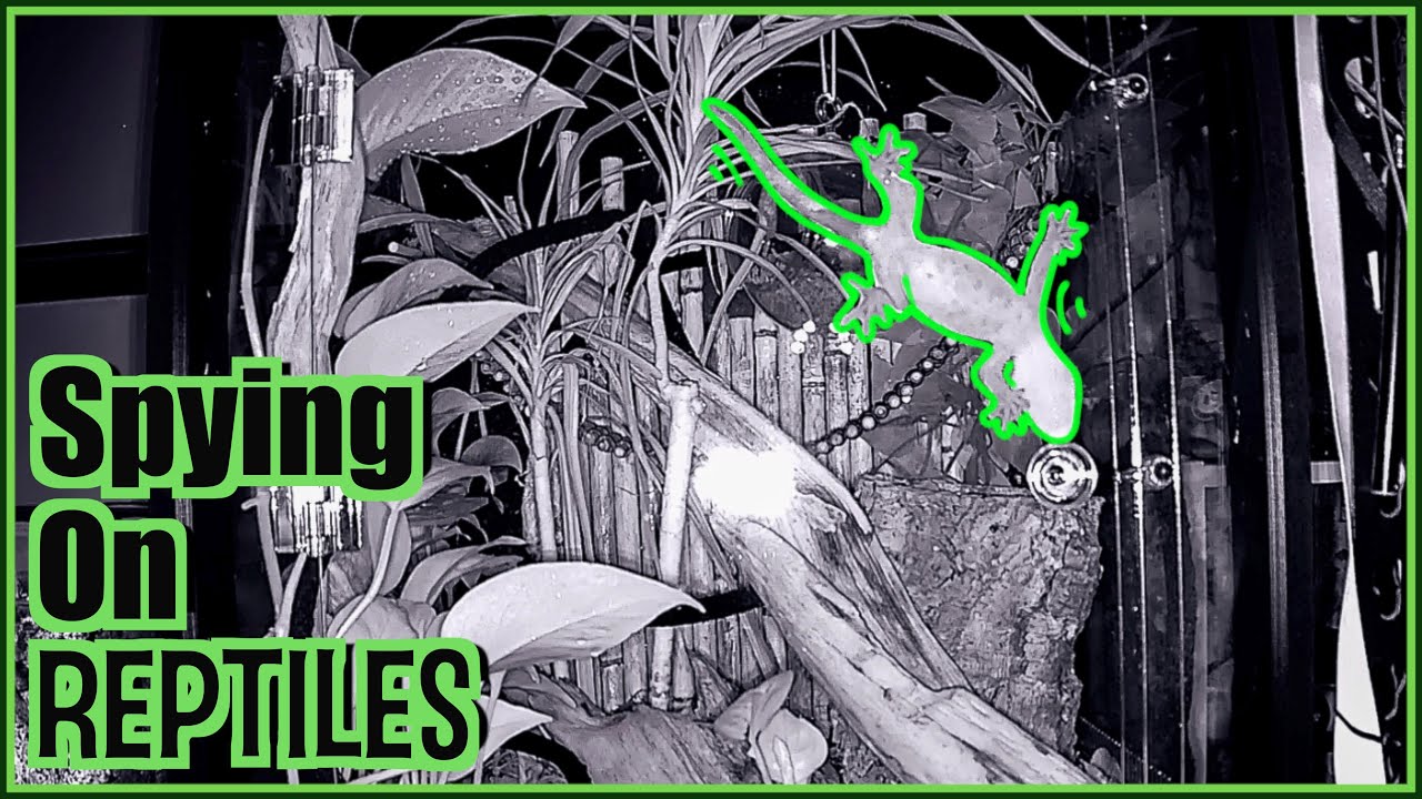 Secret Life of Reptiles - Watching My Reptiles With A Security Camera