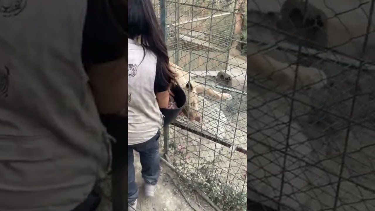 La Pequeña África.Charla y alimentación de los leones.