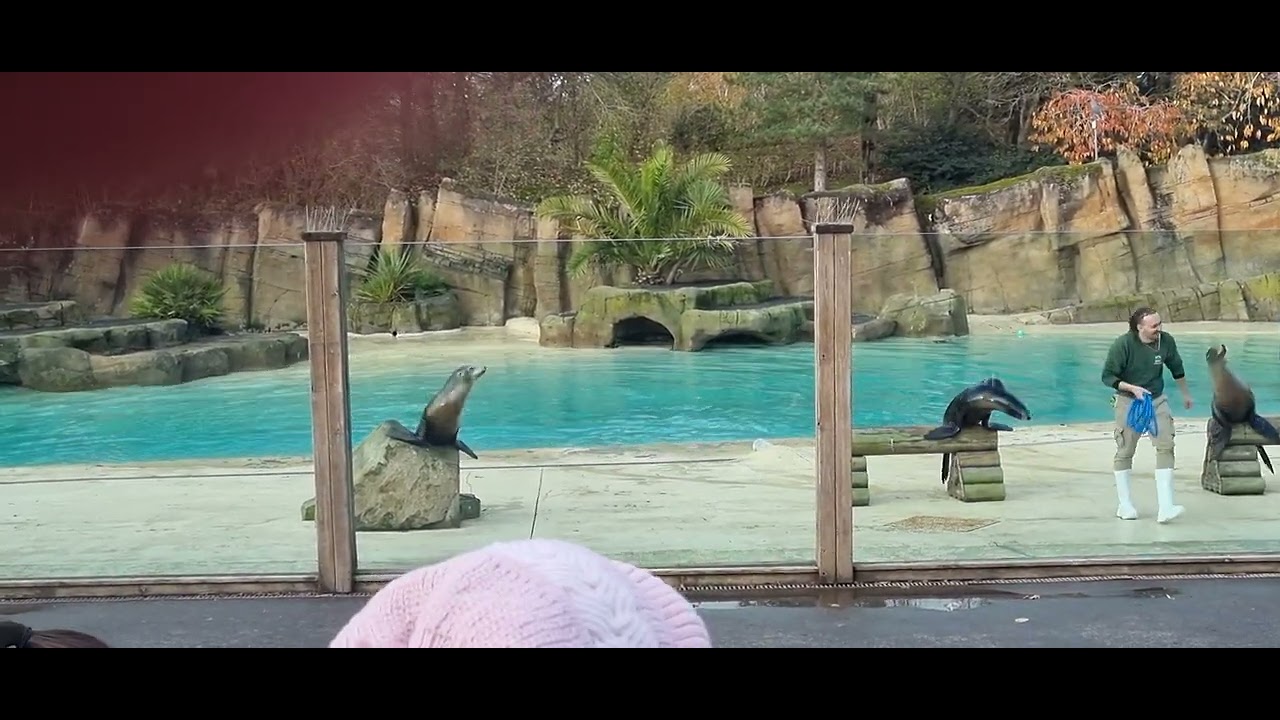 sea lions show in Blackpool zoo