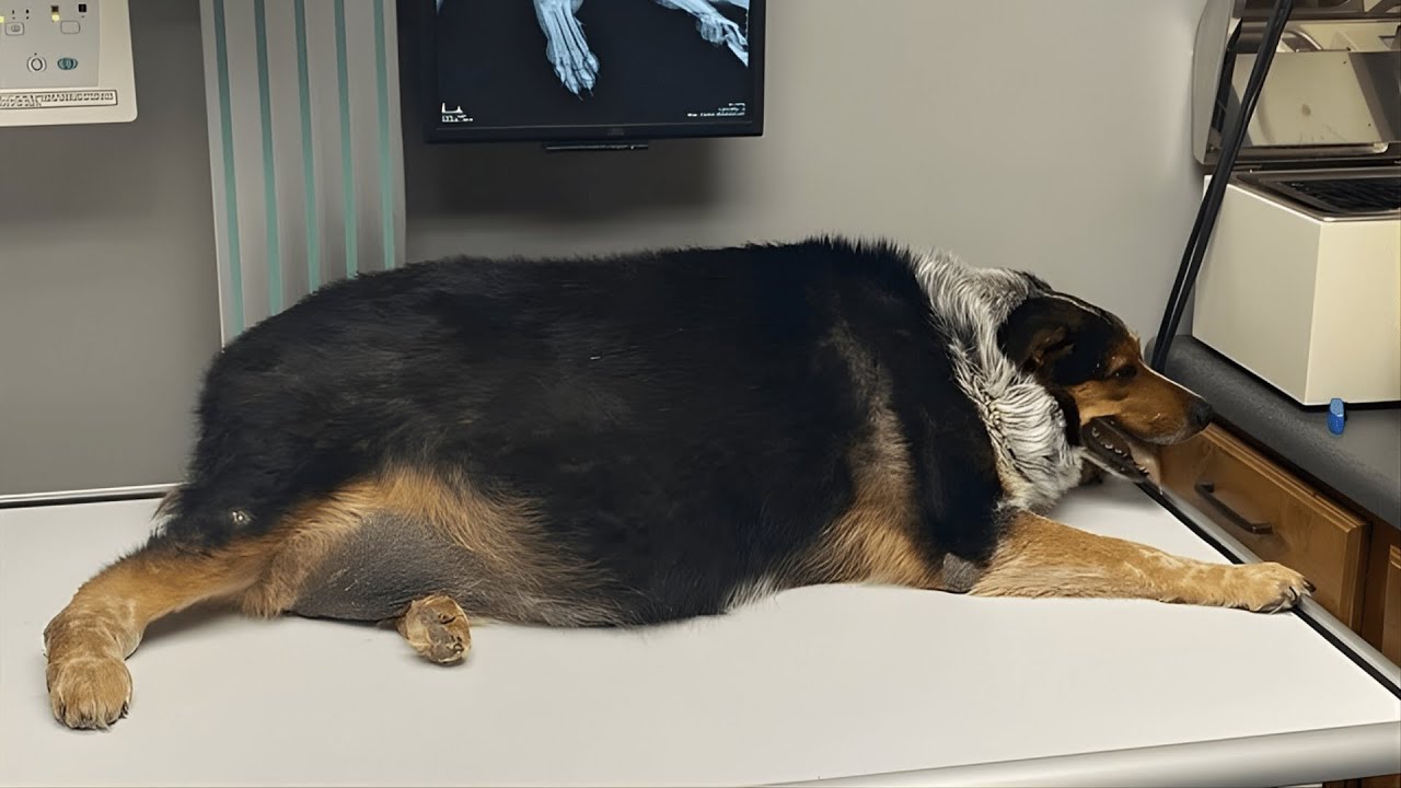This Dog Weighed Over 130 Pounds — And Still Refused to Give Up