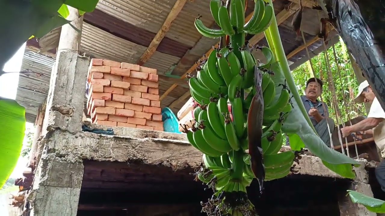 Plantas de Banano en Santo domingo Piura 