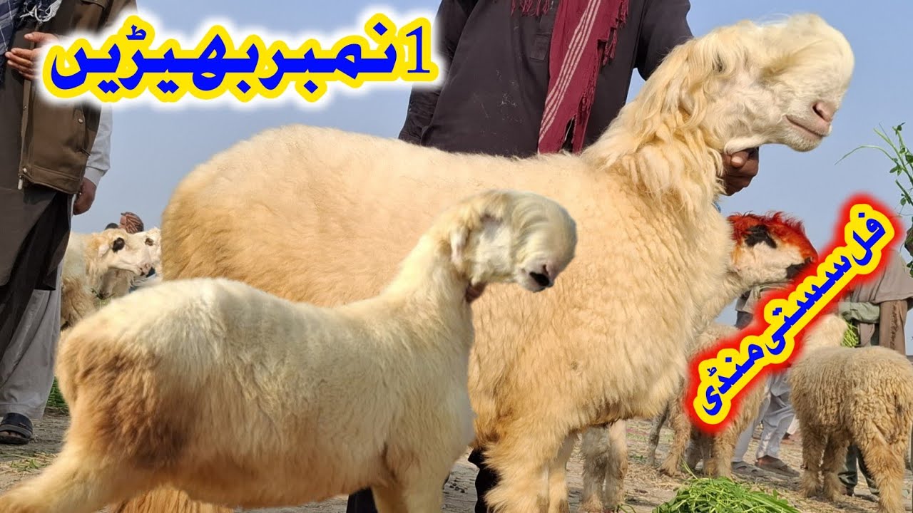 چوٹی زیرین منڈی پیور سلطان بریڈ بھیڑوں کی انتہائی سستی منڈی مناسب ریٹ میں اس منڈی میں خریداری کریں