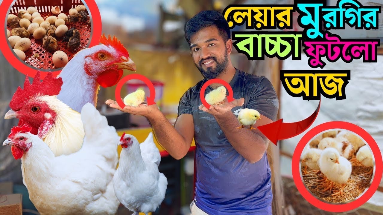 লেয়ার ও দেশি মুরগির ক্রস ব্রিড বাচ্চা পেলাম আজকে । F1 নতুন মুরগির জাত