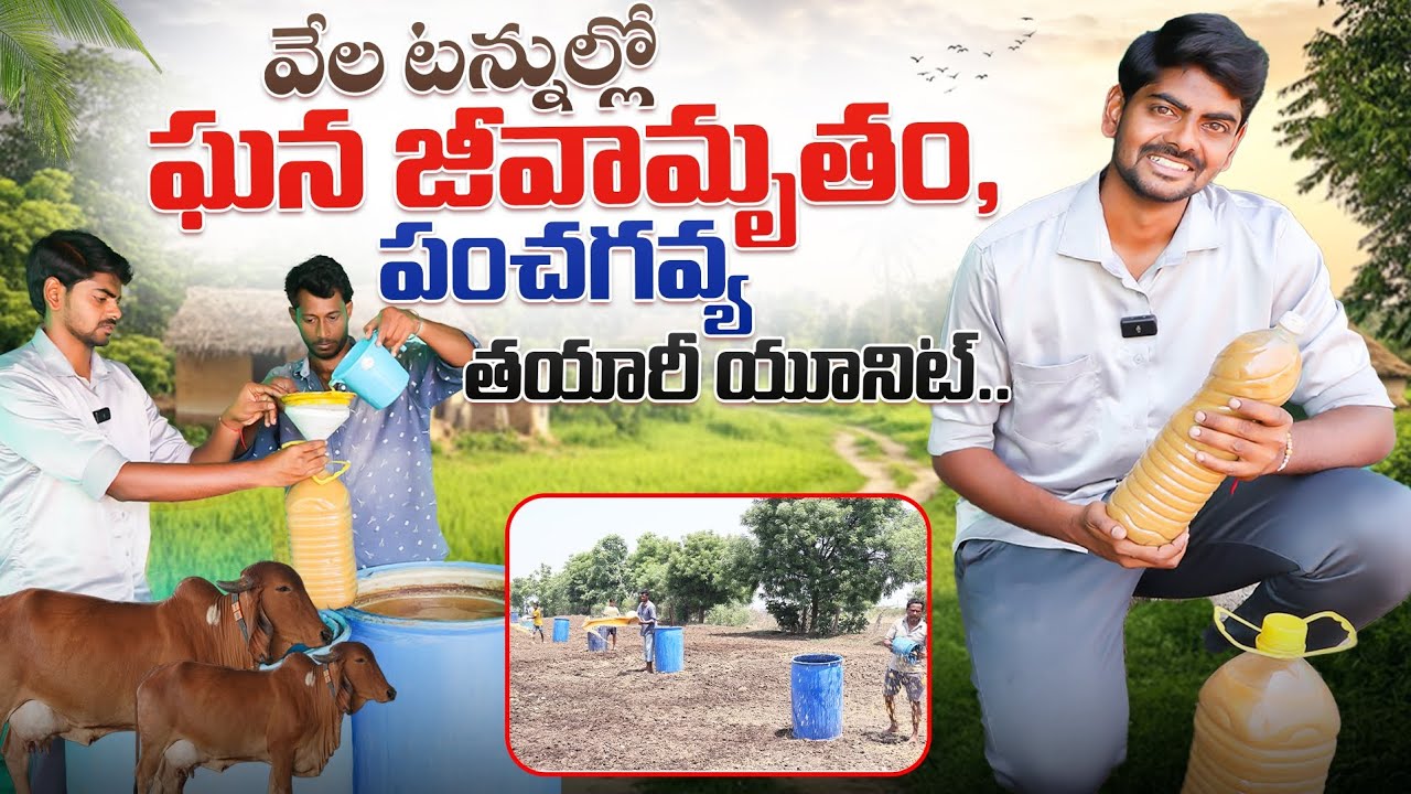 టన్నుల్లో జీవామృతం, పంచగవ్య తయారీ | Largest Jeevamrutham, Panchagavya Making Unit | Shiva AgriClinic