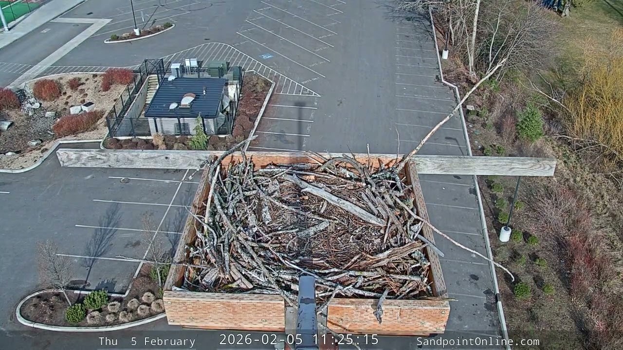 2026-02-05 Sandpoint Online - Osprey Nest Time-lapse