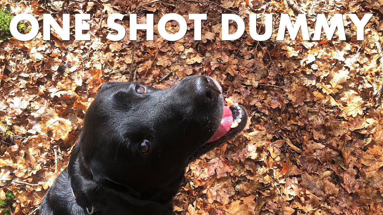 Cedric der Labrador - 270 | One Shot Dummy