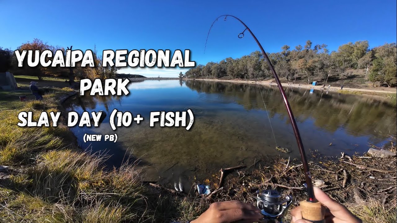 Slay Day at Yucaipa Regional Park (10+ Fish)