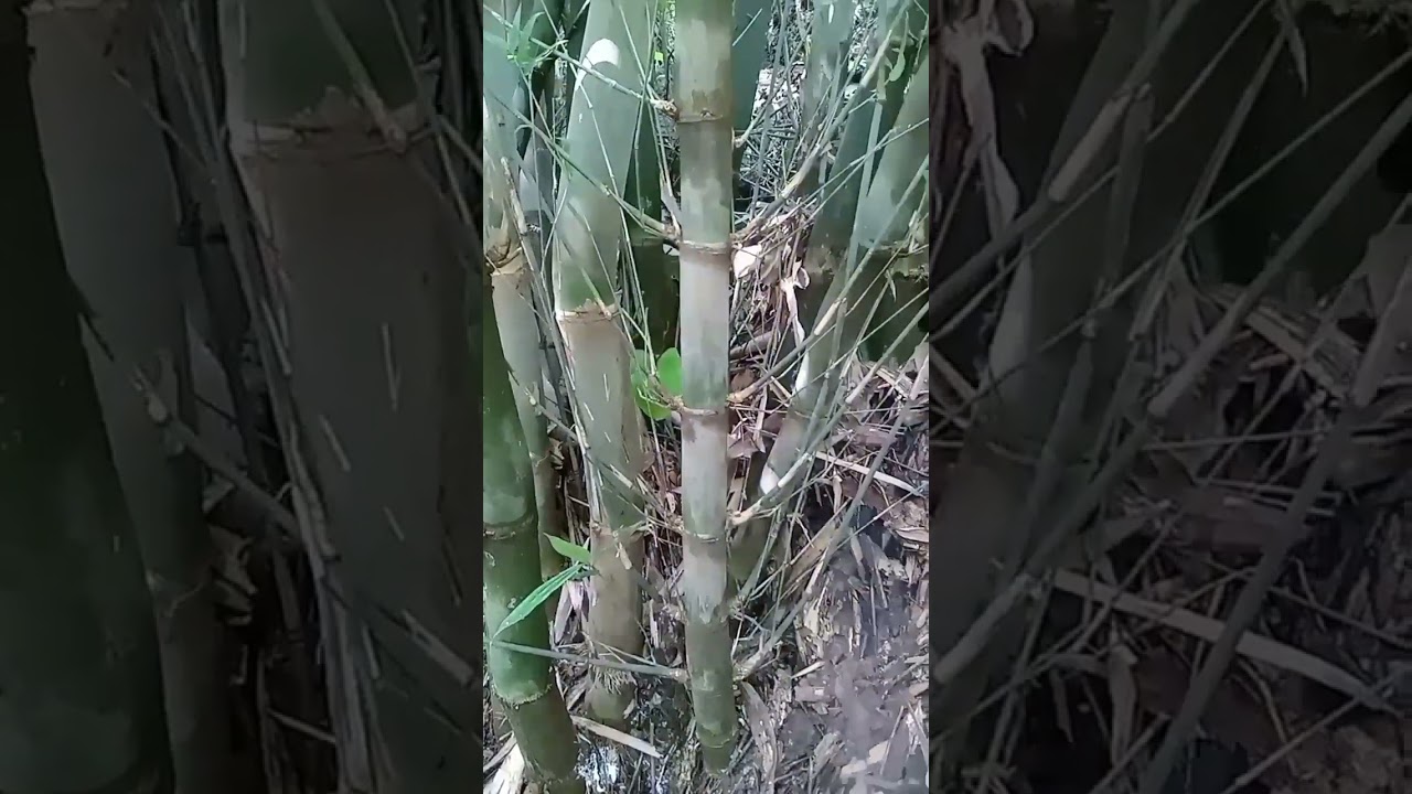 😱😱😱 DI KUBURAN DPAT  BAMBU UNIK: PL 5 sap+SEJAJAR+JALU PETHUK+DAMPIT+KURUNG dn ++++ mantaap😱😍😍😂!!!??