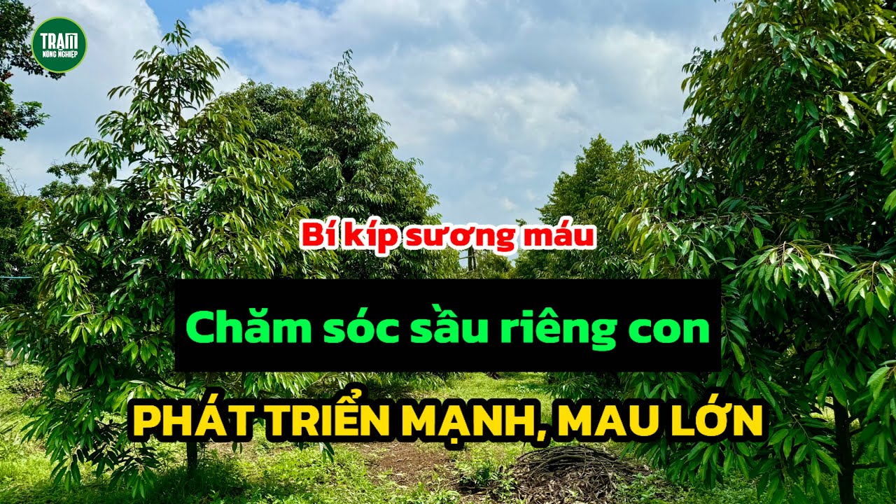 Bí kíp chăm sóc sầu riêng con 